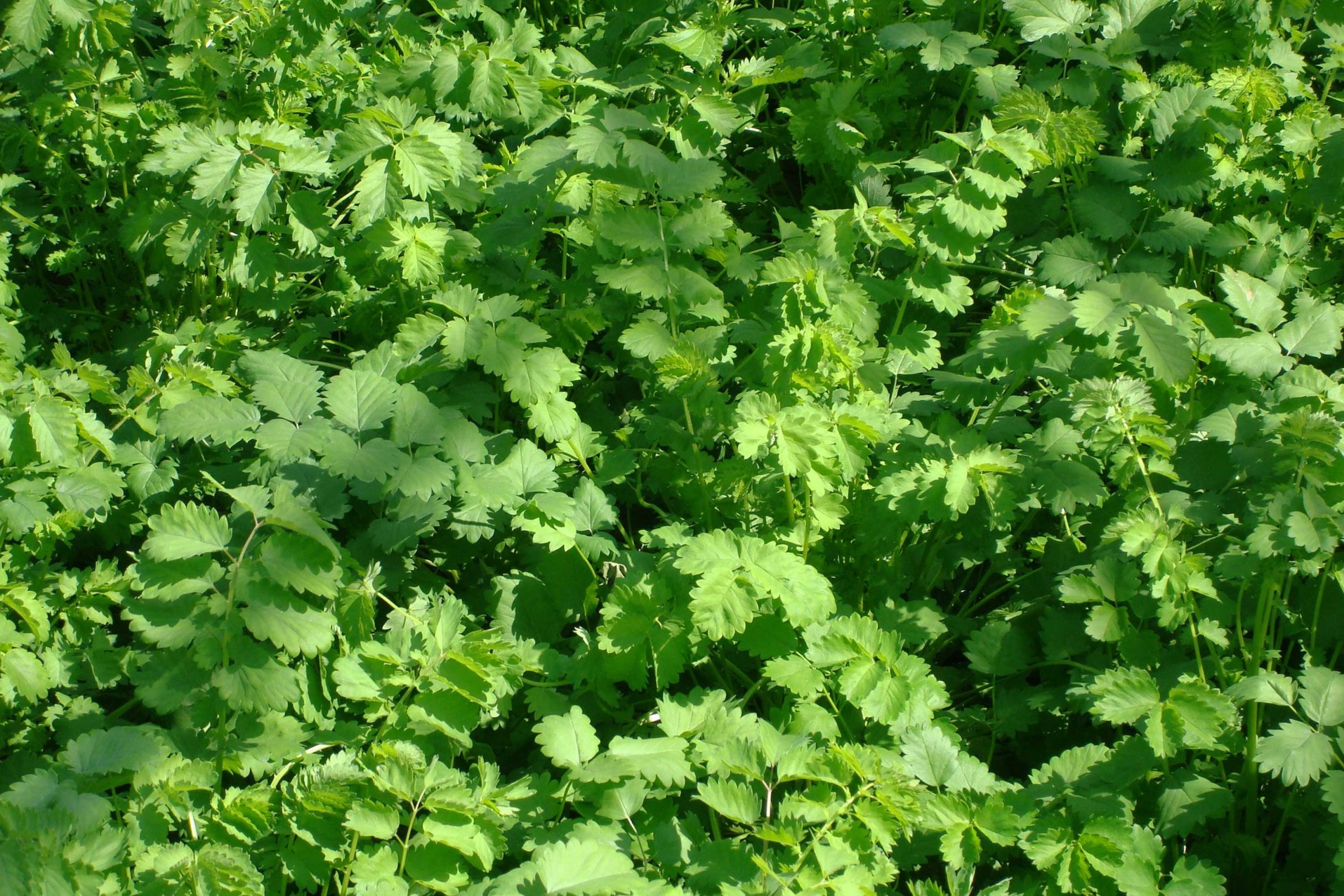 Frische Pimpinelle Böttcher Gartenbau