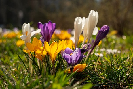 Spring,Crocus,,Giant,Dutch,Crocus,(crocus,Vernus),,Crocuses,Flowering,On